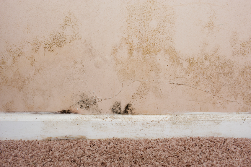 skirting board rot