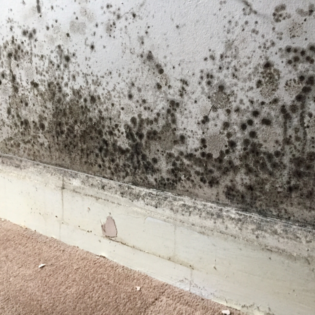 Mould on wall.